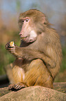 hamadryas baboon