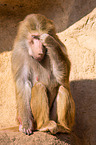 hamadryas baboon