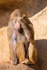 hamadryas baboon