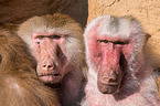 hamadryas baboons