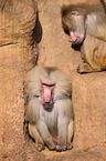 hamadryas baboons