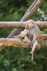 Hamadryas baboon