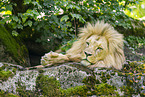 African Lion