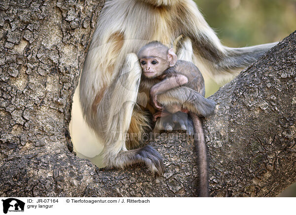Hanuman-Langur / grey langur / JR-07164