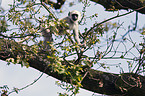 gray langur