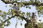 gray langurs