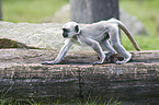 gray langur