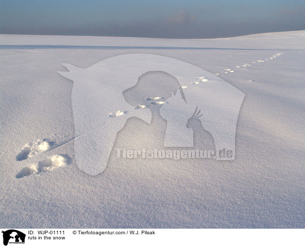 Hasenspuren im Schnee / ruts in the snow / WJP-01111
