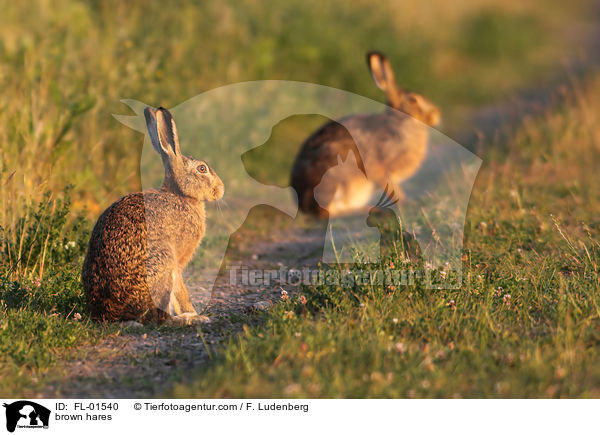 brown hares / FL-01540