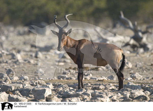 hartebeest / WS-01385