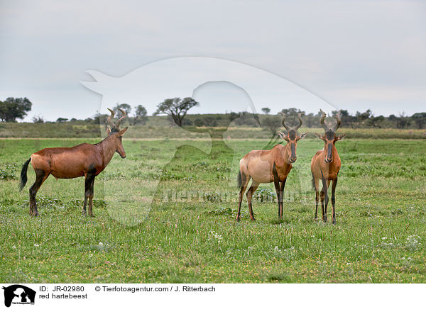 Kuhantilope / red hartebeest / JR-02980