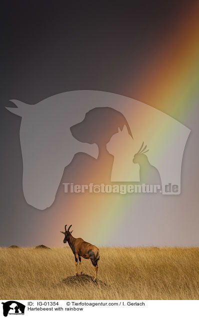 Kuhantilope mit Regenbogen / Hartebeest with rainbow / IG-01354