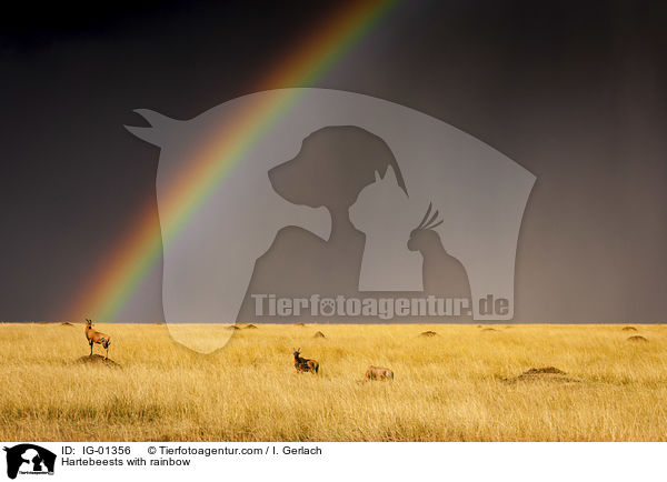 Hartebeests with rainbow / IG-01356
