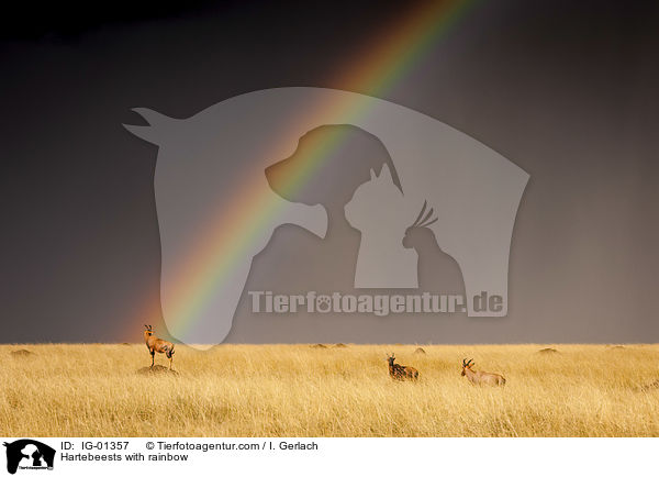 Hartebeests with rainbow / IG-01357