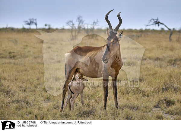 Kuhantilopen / red hartebeest / JR-06708