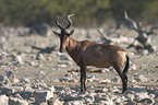 hartebeest