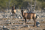 hartebeest