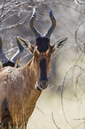 red hartebeest