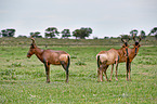 red hartebeest