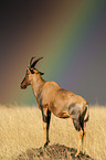 Hartebeest with rainbow