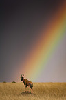 Hartebeest with rainbow
