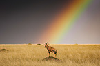 Hartebeest with rainbow