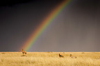 Hartebeests with rainbow