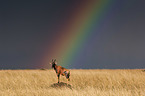 Hartebeest with rainbow