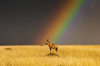 Hartebeest with rainbow