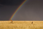 Hartebeests with rainbow