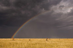 Hartebeests with rainbow
