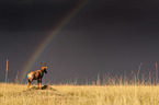 Hartebeest with rainbow