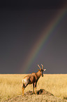 Hartebeest with rainbow