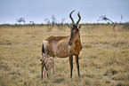 red hartebeest