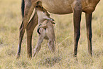 red hartebeest