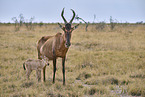 red hartebeest