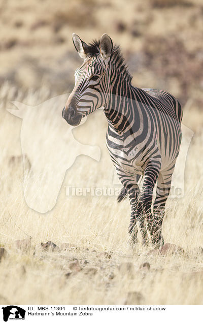 Hartmann-Bergzebra / Hartmann's Mountain Zebra / MBS-11304