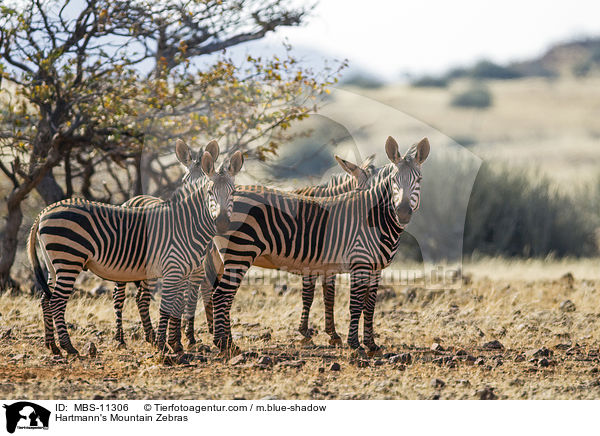 Hartmann-Bergzebras / Hartmann's Mountain Zebras / MBS-11306