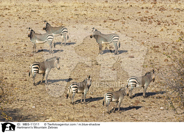 Hartmann-Bergzebras / Hartmann's Mountain Zebras / MBS-11311