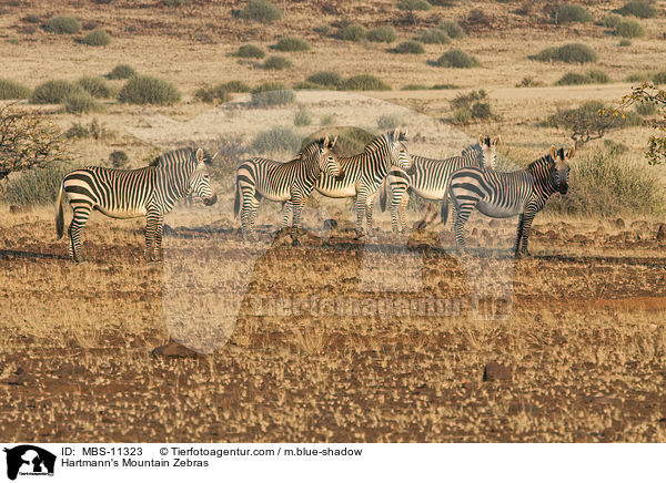 Hartmann's Mountain Zebras / MBS-11323