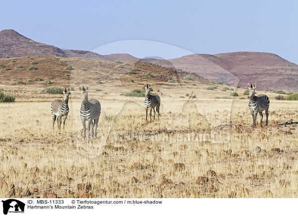 Hartmann-Bergzebras / Hartmann's Mountain Zebras / MBS-11333