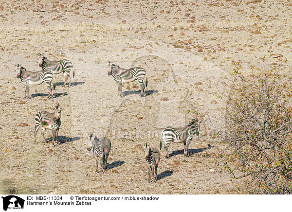 Hartmann-Bergzebras / Hartmann's Mountain Zebras / MBS-11334