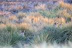 Hartmann's Mountain Zebras