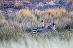 Hartmann's Mountain Zebras