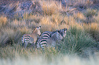 Hartmann's Mountain Zebras