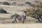 Hartmann's Mountain Zebra