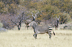 Hartmann's Mountain Zebra