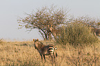 Hartmann's Mountain Zebras