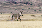 Hartmann's Mountain Zebra