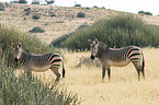 Hartmann's Mountain Zebras